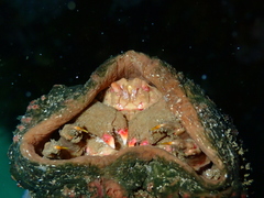 Pseudodromia rotunda