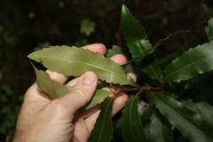 Lomatia arborescens