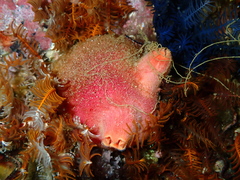 Ascidia incrassata