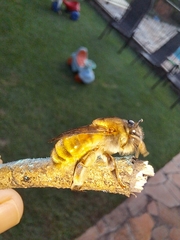 Ptiloglossa