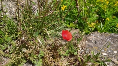 Papaver rhoeas