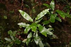 Lomatia arborescens