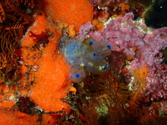Clavelinidae
