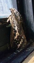 Abantiades argentata
