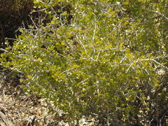 Schaefferia cuneifolia