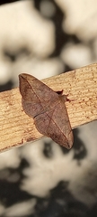 Anticarsia gemmatalis