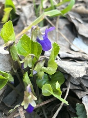 Viola odorata