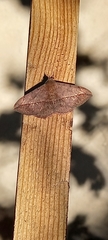 Anticarsia gemmatalis