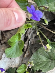 Viola odorata