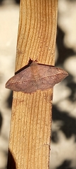 Anticarsia gemmatalis