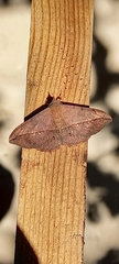 Anticarsia gemmatalis