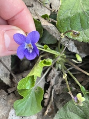 Viola odorata