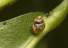 Tornatellinops mastersi