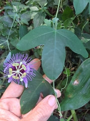 Passiflora amethystina
