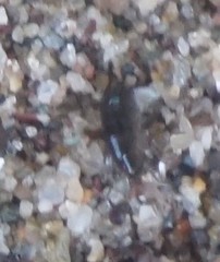 Platorchestia platensis