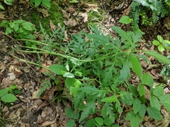 Aureolaria grandiflora