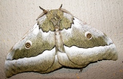 Gonimbrasia zambesina