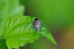 Cappaea taprobanensis