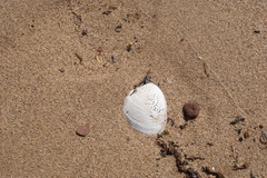 Mercenaria mercenaria