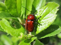 Cryptocephalus coryli