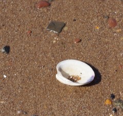 Mercenaria mercenaria