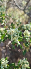 Phylica oleifolia