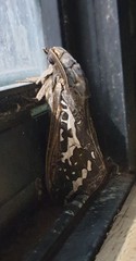 Abantiades argentata
