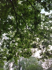 Celtis julianae