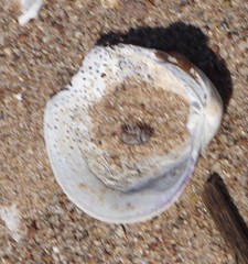 Mercenaria mercenaria