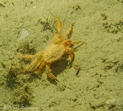 Nectocarcinus