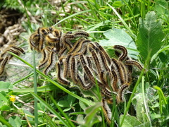 Malacosoma franconicum