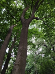 Celtis julianae
