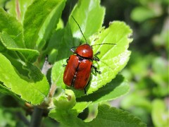 Cryptocephalus coryli