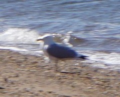 Larus argentatus