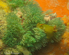 Tambja dracomus