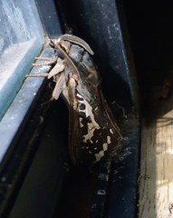 Abantiades argentata
