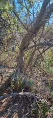 Phylica oleifolia