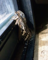 Abantiades argentata