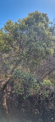 Phylica oleifolia
