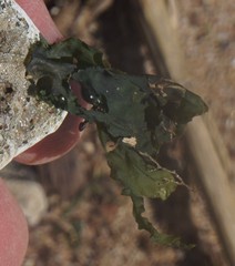 Ulva lactuca