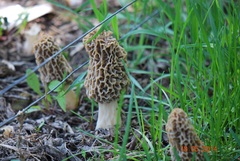 Morchella