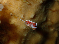 Cratena capensis