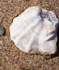 Crassostrea virginica