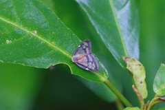 Ricania apicalis