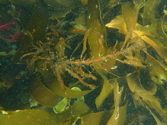Anthophycus longifolius