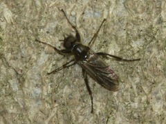 Bibio lanigerus