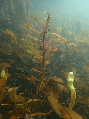 Anthophycus longifolius