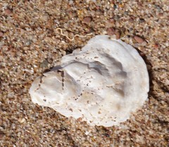 Crassostrea virginica