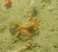 Nectocarcinus
