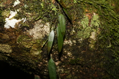 Dendrobium pugioniforme